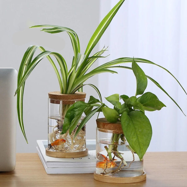 hydroponic glass planter desktop decor
