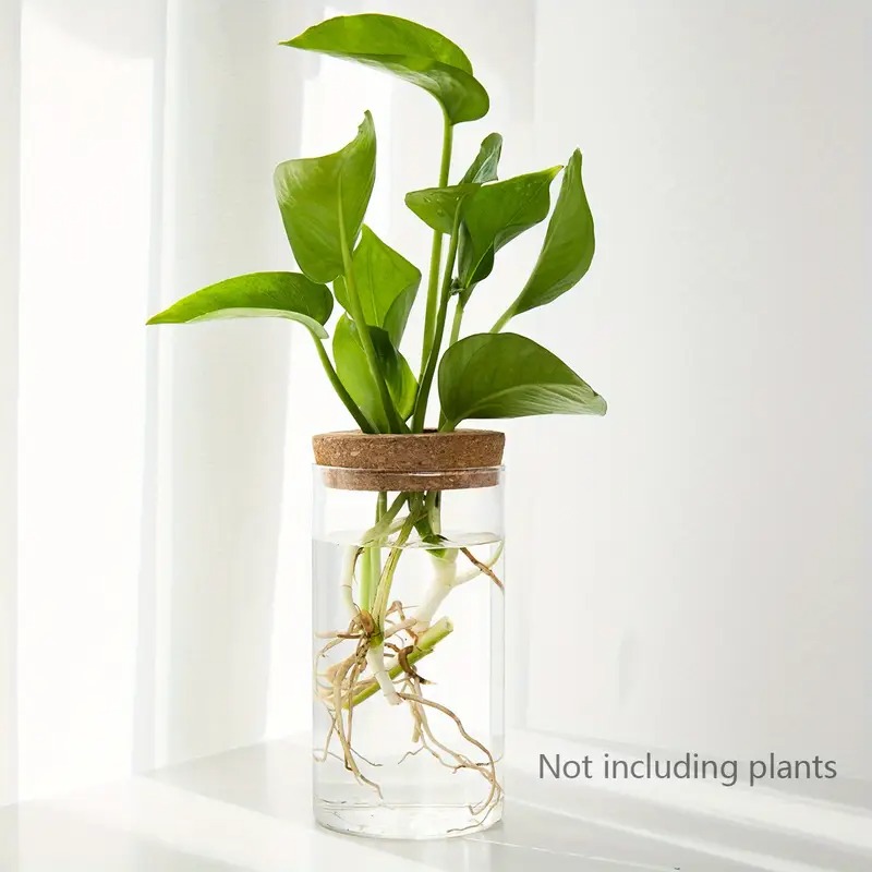 hydroponic glass planter not including plats