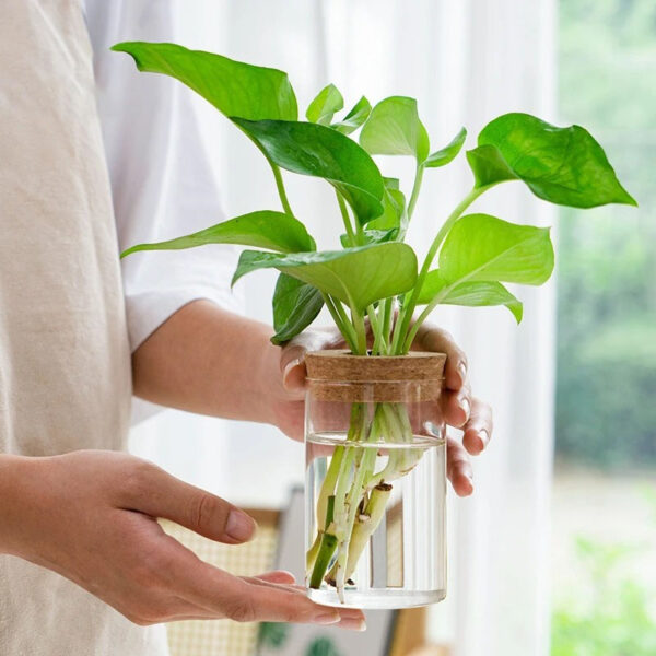 hydroponic glass planter size